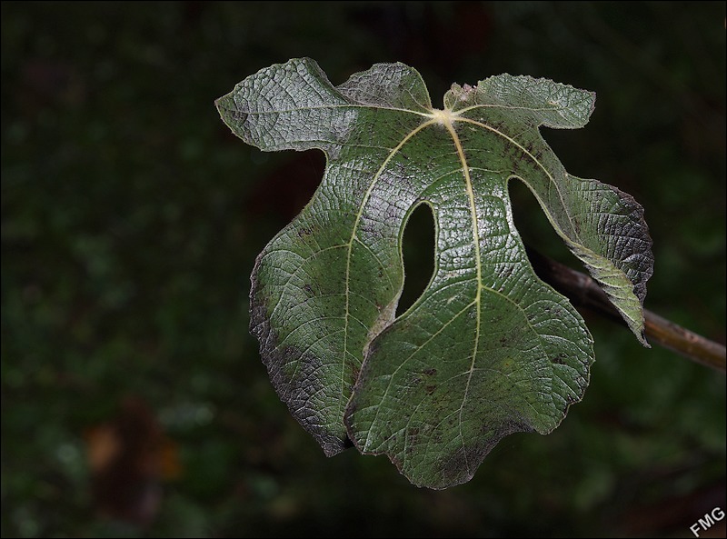 http://img98.xooimage.com/files/e/c/8/imgp7548_c_v-42b44fa.jpg